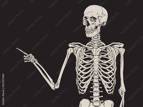 Human Skeleton Finger Pointing Isolated Over Black Background Vector