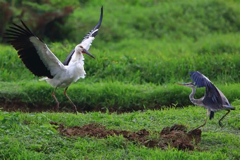 雀鳥攝影 東方白鸛 鰲鼓溼地、金山清水濕地