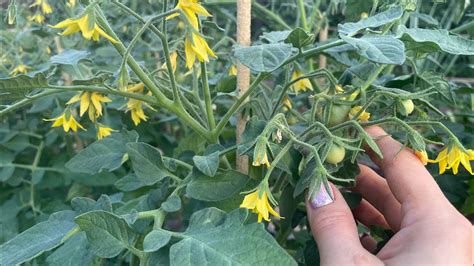 Самая первая и очень ВАЖНАЯ ПОДКОРМКА ТОМАТОВ! - YouTube