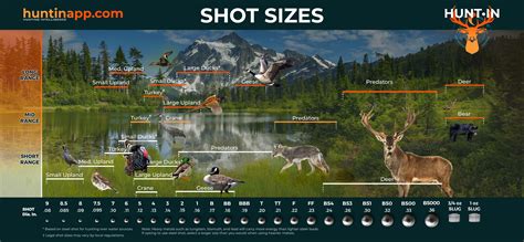 Shotgun Shot Size Comparison Chart Various Types Of 12 Gauge Buckshot
