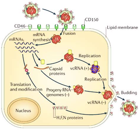 Measles Virus Replication Cycle According To Moss Et Al 2006 1