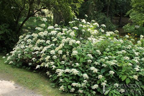 Hydrangea arborescens hortenzie stromkovitá