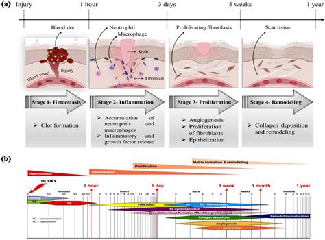 The Four Stages Of The Wound Healing Process And The Corresponding Time