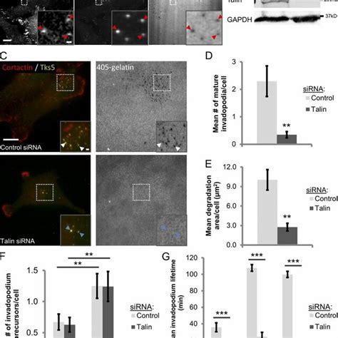 Talin Promotes Mammary Tumor Cell Invasion Intravasation And Lung