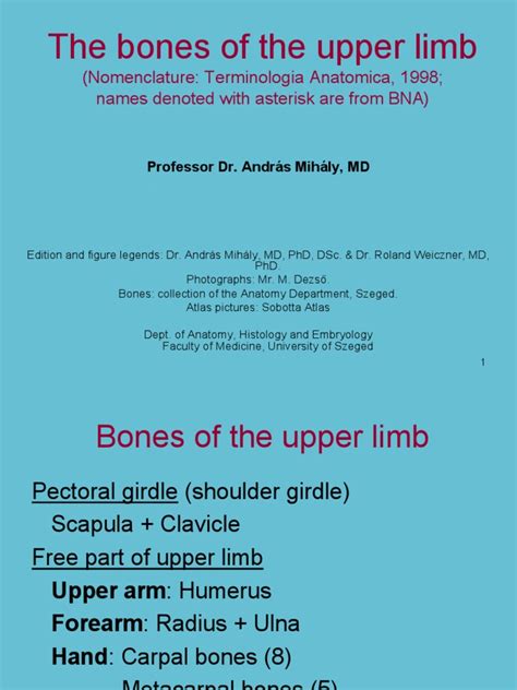 Bones of the Upper Limb: A Comprehensive Guide to the Nomenclature, Anatomy, and Imaging of the ...