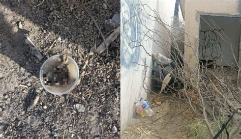 Vecinos Denuncian A Hombre De Tercera Edad Por Comer Perros Y Gatos En