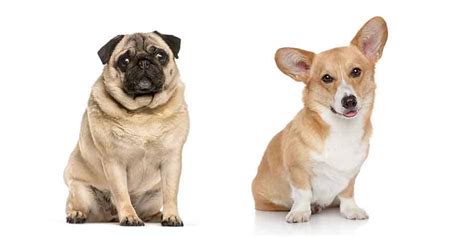 Is The Pug Corgi Mix A Good Dog Or Should You Avoid This Hybrid?