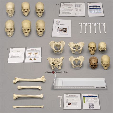 Forensic Anthropology 3 Labs | KIMSeattle