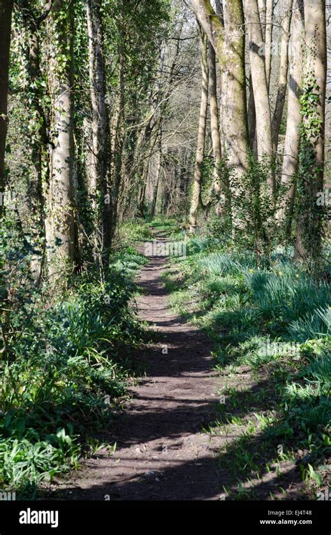 Woodland Trees Walk In Light Shade Dorset Uk Stock Photo Alamy