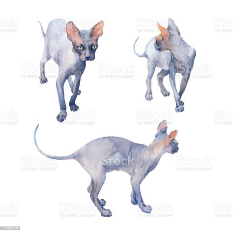 Watercolor Set Of Blue Sphynx Cat With Green Eyes Attentive Looking On