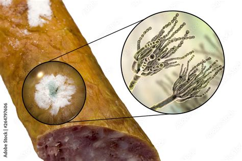 Colony of Penicillium mold on the surface of smoked sausage and closeup ...