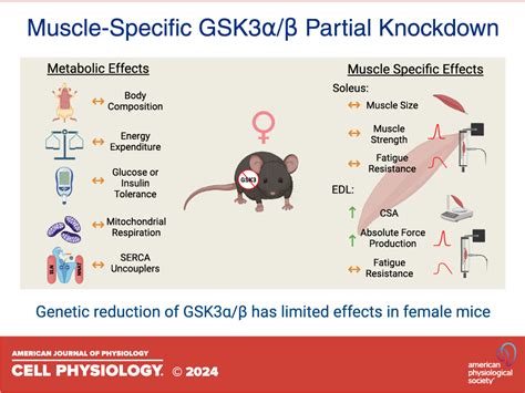 Characterizing The Effects Of Muscle Specific Gsk3αβ Reduction On