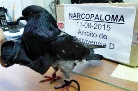 Costa Rican Authorities Detain Drug Smuggling Pigeon • The Register