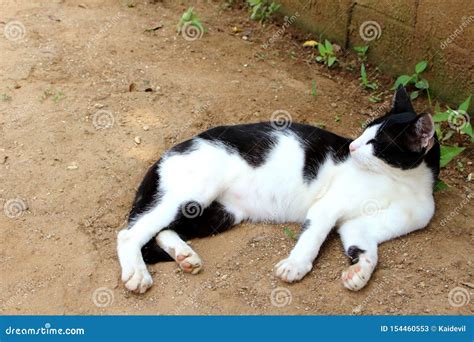 Black And White Cat Laying On The Ground Stock Image Image Of Outside