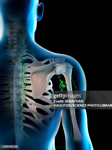 clavicle bone posterior view stock  high res pictures