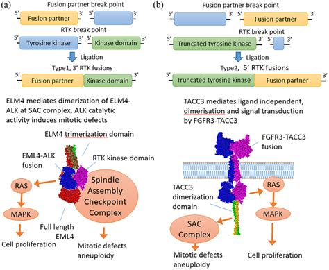 Structure And Functions Of The Tyrosine Kinase Gene Fusions Of The