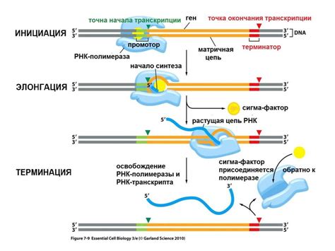 Молекулярная генетика - online presentation