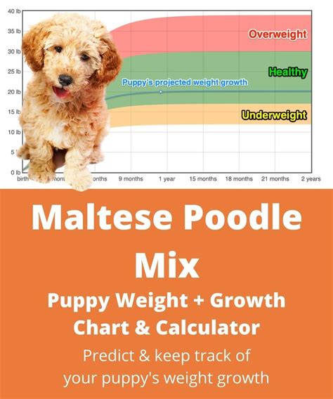 Maltipoo Weight+Growth Chart 2024 - How Heavy Will My Maltipoo Weigh ...