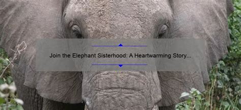 Join The Elephant Sisterhood A Heartwarming Story And 5 Reasons Why