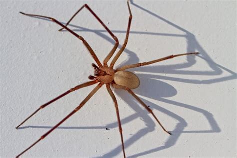 Homeowner's Guide to Brown Recluse Spiders