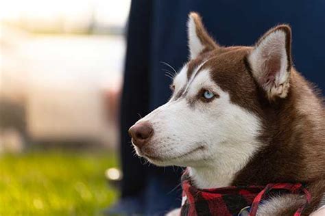 Chai - Siberian Husky Recently Adopted in PA