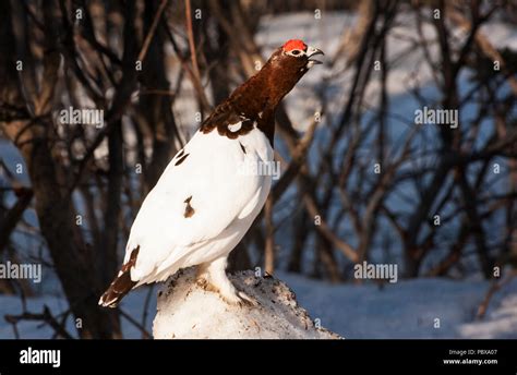 Alaska State Bird Name