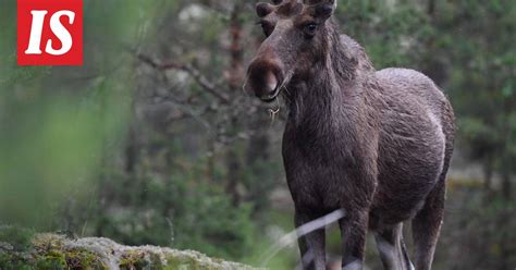 Laukaasta löytyi erittäin harvinainen TSE tautinen hirvi sairaus on