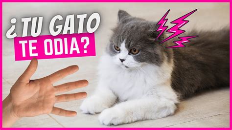 9 Señales De Que Tu Gato Te Odia 🔥 Youtube