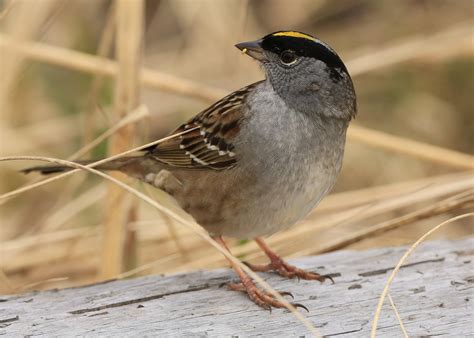 All About Birds: Golden-crowned Sparrow