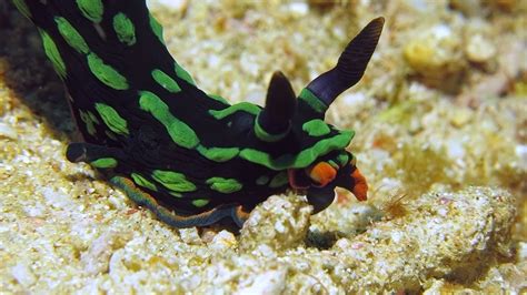 Dusky Nembrotha Nembrotha Kubaryana Youtube