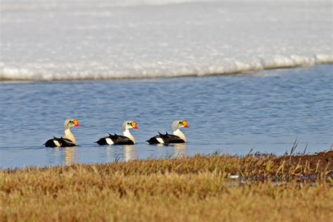 Alaska Birding Tours Alaska Birdwatching Tours Birdquest