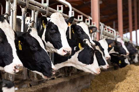 Economic And Environmental Sustainability In Relation To Dairy Cow