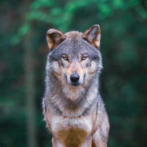 Grey Wolf Canis Lupus Looking Straight In The Forest Stock Image