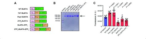 Design And Characterization Of Cpp Bonta Proteins A Schematic