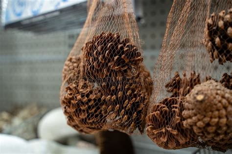 close   pine cones packed  mesh bags  store display stock image