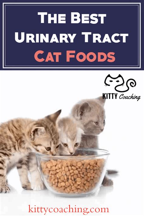 The Best Urinary Tract Cat Food Our Top 5 Picks 2018