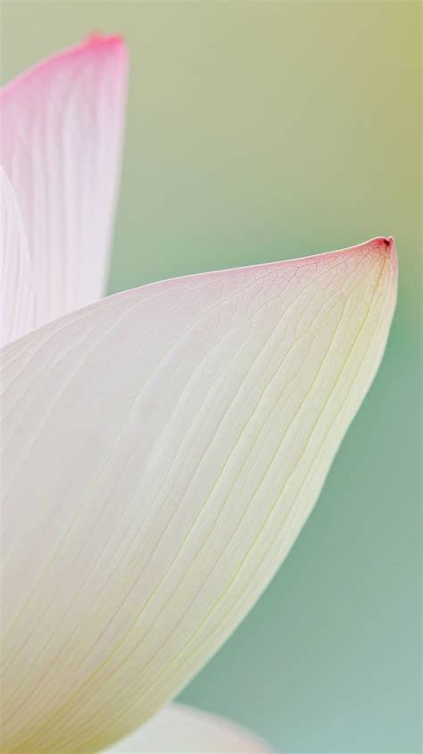 Pink Lotus Flower Close Up Lotus Petals Lotus Flower Wallpaper