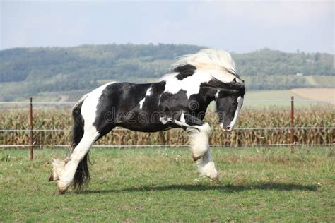 Gorgeous Irish Cob With Long Mane Jumping Stock Photo Image Of