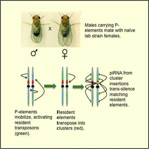 Adaptation To P Element Transposon Invasion In Drosophila Melanogaster Cell