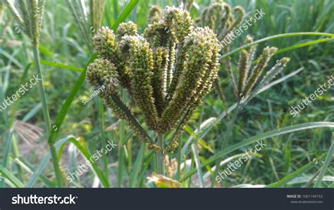 385 Ragi Plant Images, Stock Photos & Vectors | Shutterstock