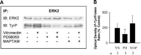 Figure 1 from Dual signaling by the α vβ 3 integrin activates cytosolic