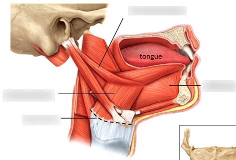 Extrinsic Muscles Of Tongue Diagram Quizlet