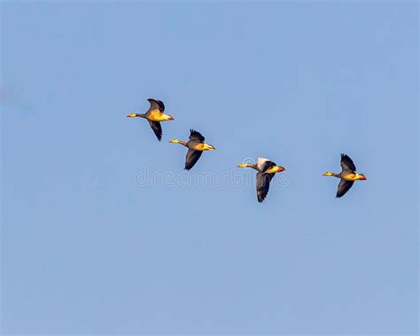 Bar headed goose flying stock image. Image of foggy - 268133875