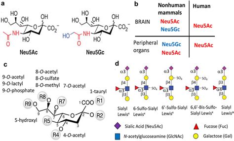 Structures Of The Two Most Common Types Of Sialic Acid Residues Neu Ac