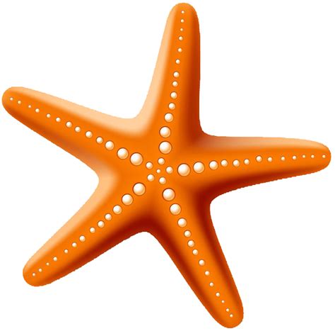 Starfish Drawing Stock photography - starfish png download - 731*721 - Free Transparent Starfish ...