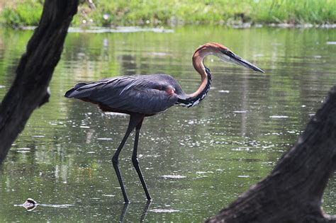 Ardeidae - herons, egrets, bitterns | Wildlife Journal Junior