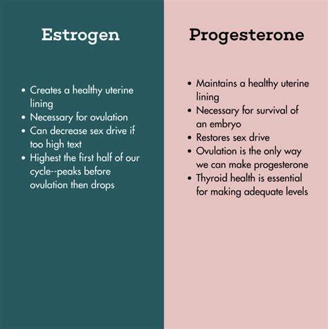 Estrogen Progesterone Cycle