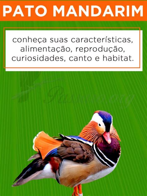 Pato Mandarim Características Comportamento Alimentação Reprodução E Habitat Pássaros