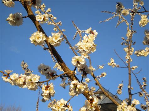 Apricot Blossoms 2011 Apricot Blossom Blossom Garden