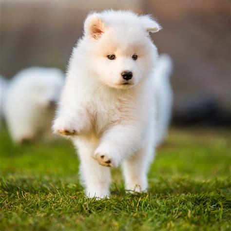 Samoyed Puppies for Sale - Raising Samoyeds